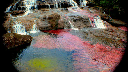 nature Caño Cristales HD Desktop Wallpaper | Background Image