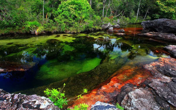 Vibrant Caño Cristales river with multicolored water reflecting lush green forest, featured as an HD nature PC desktop wallpaper and background.
