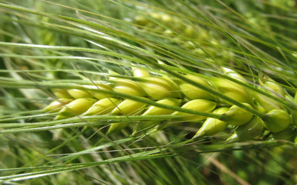 Close-up of a green wheat plant in nature, captured in 4K Ultra HD for crisp detail as a PC desktop wallpaper and background.