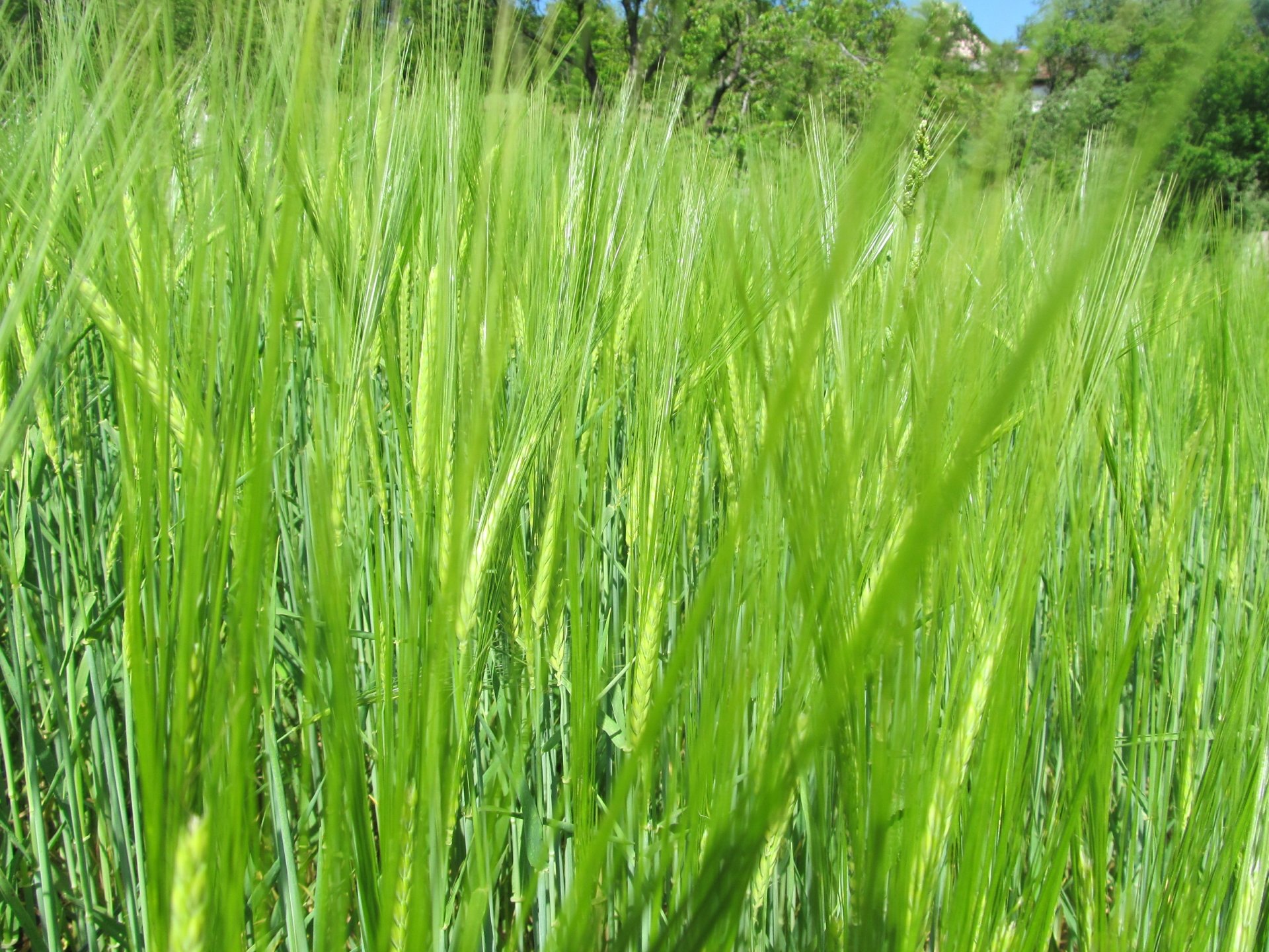 4K Ultra HD PC desktop wallpaper: nature scene — close-up of vibrant green wheat stalks in a sunlit field, detailed blades and heads with a soft treeline background.