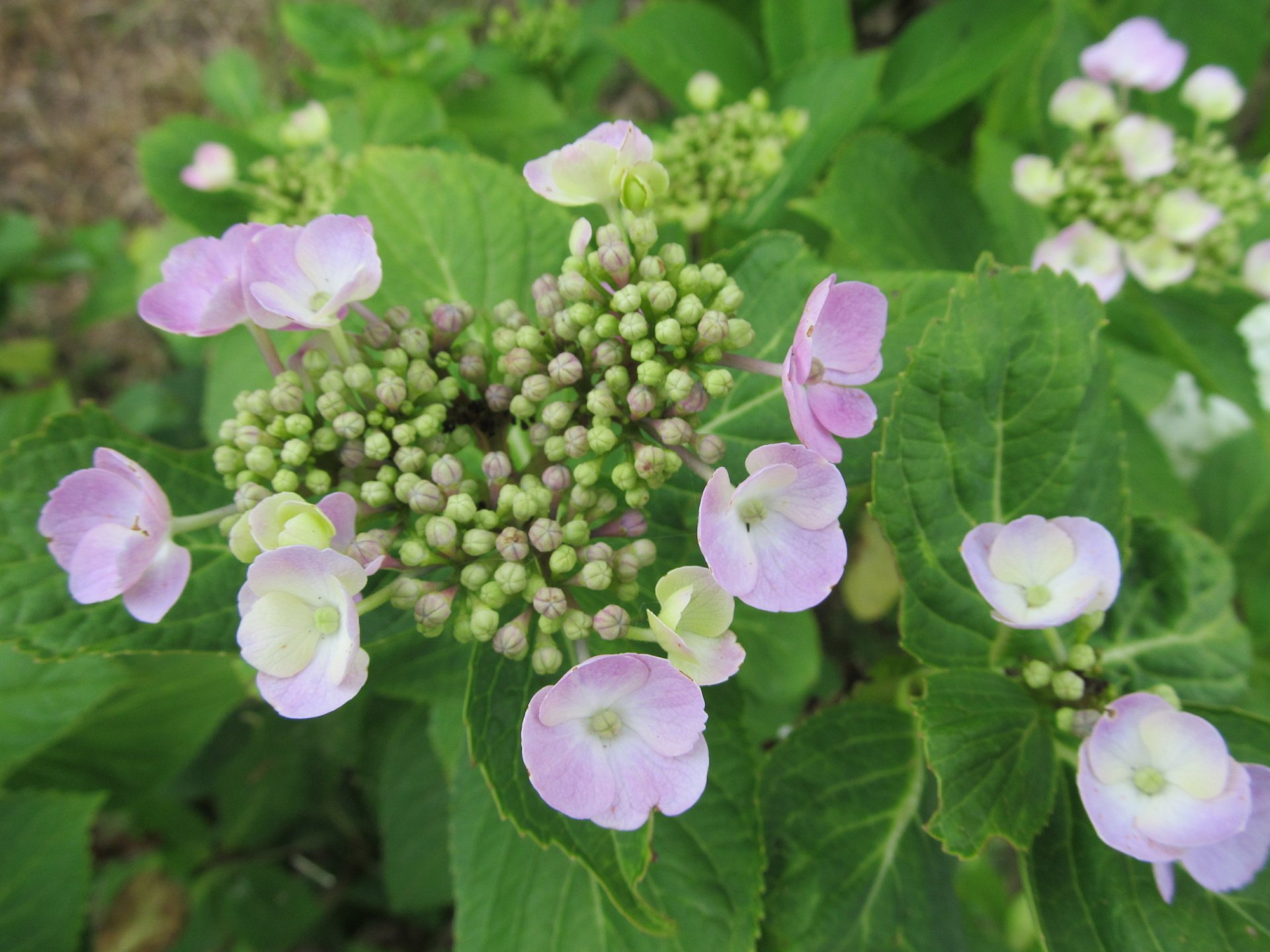 roža by AlphaSystem