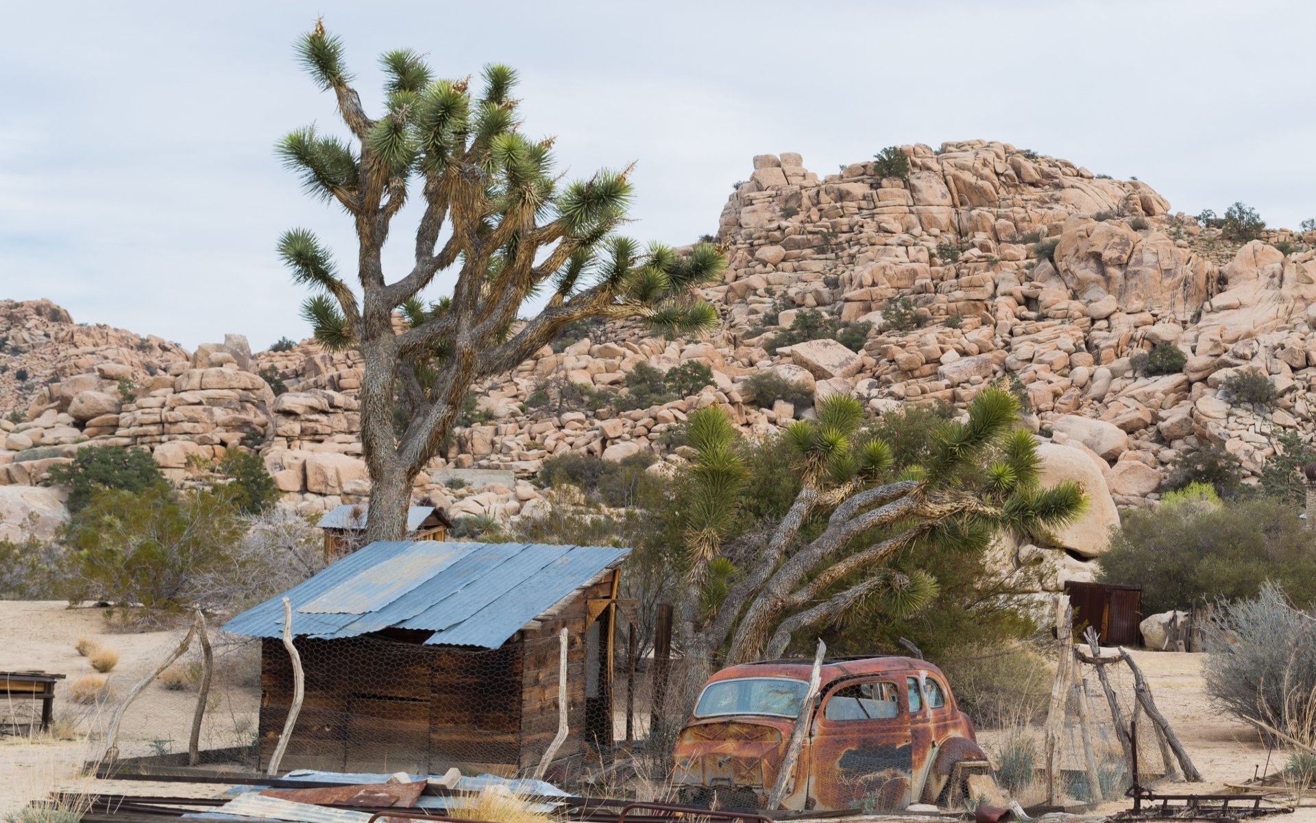 Download Nature Joshua Tree National Park HD Wallpaper