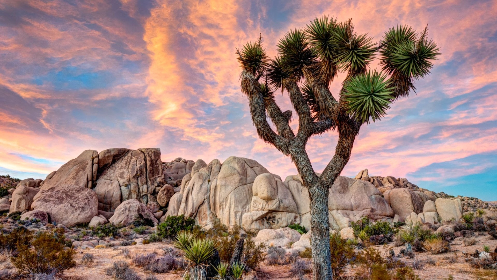 88 Joshua Tree National Park Hd Wallpapers Background Images