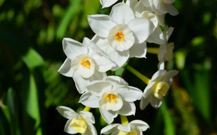 Close-up of white paperwhite narcissus flowers with yellow centers against a blurred green background, captured in HD for a vibrant nature desktop wallpaper.