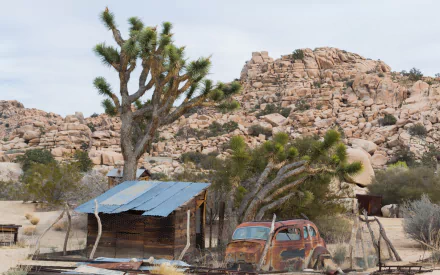 nature Joshua Tree National Park HD Desktop Wallpaper | Background Image