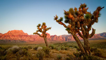 nature Joshua Tree National Park HD Desktop Wallpaper | Background Image