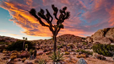 nature Joshua Tree National Park HD Desktop Wallpaper | Background Image
