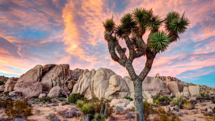 A dramatic sunset illuminates the unique rock formations and iconic Joshua trees at Joshua Tree National Park, showcasing the beauty of nature in vibrant colors.