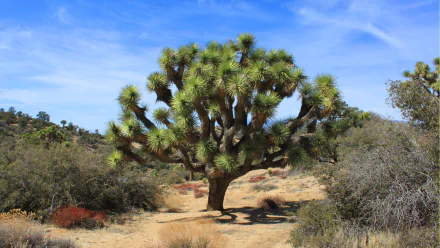 nature Joshua Tree National Park HD Desktop Wallpaper | Background Image