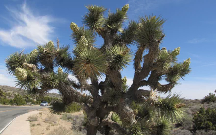 nature Joshua Tree National Park HD Desktop Wallpaper | Background Image