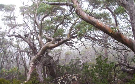nature twisted tree HD Desktop Wallpaper | Background Image