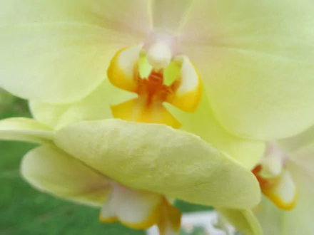 Close-up of pale yellow orchid blossoms with dewy petals, soft-focus background — 4K Ultra HD nature PC desktop wallpaper.