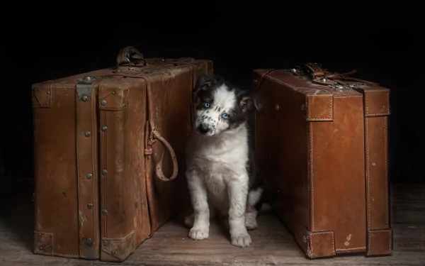 A cute puppy sits between two vintage suitcases, showcasing its playful nature in a charming HD desktop wallpaper. The dog has striking blue eyes and a fluffy coat.