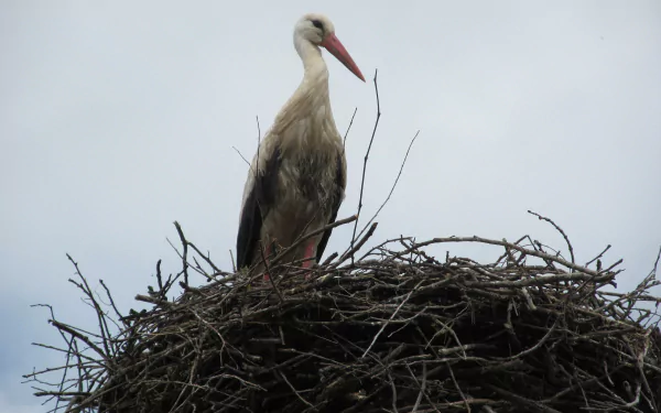 White stork standing on a large twig nest against a pale sky — 4K Ultra HD PC desktop wallpaper/background of an animal in its natural setting.