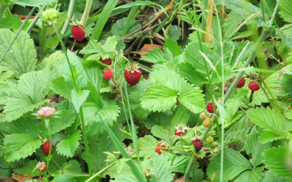 4K Ultra HD PC desktop wallpaper showing a close-up of ripe wild strawberries among green leaves and grass — a food-themed background.