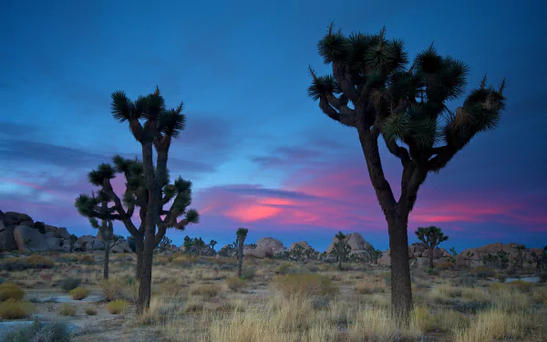 nature Joshua Tree National Park HD Desktop Wallpaper | Background Image