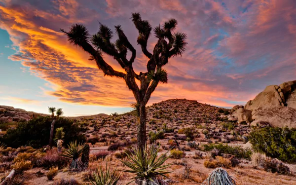 nature Joshua Tree National Park HD Desktop Wallpaper | Background Image
