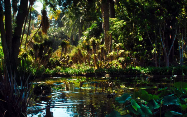 nature swamp HD Desktop Wallpaper | Background Image