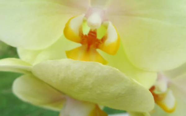Close-up of pale yellow orchid blossoms with dewy petals, soft-focus background — 4K Ultra HD nature PC desktop wallpaper.