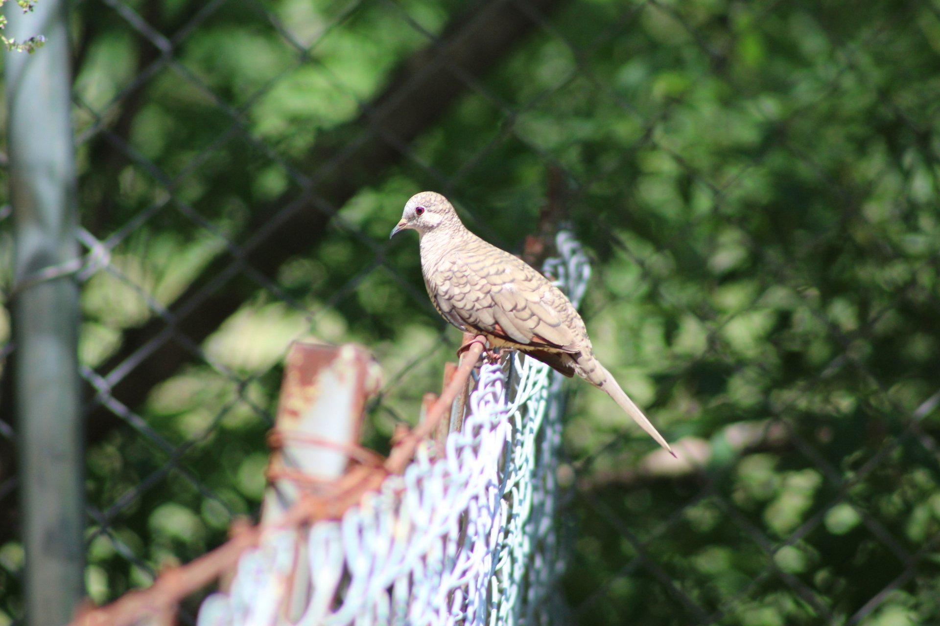 A dove perched on a rusted fence, surrounded by lush greenery, captured in high definition. This image serves as a serene desktop wallpaper and background.
