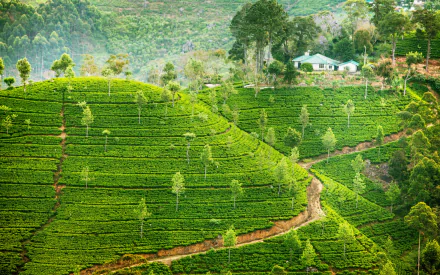 HD desktop wallpaper showing a man-made tea plantation with lush green terraced hills and scattered trees under soft natural light.