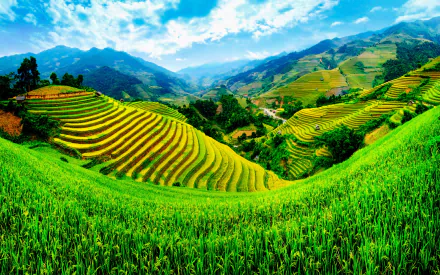 Vibrant nature landscape of terraced green and yellow fields under a bright blue sky, captured in HD as a PC desktop wallpaper and background.