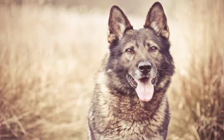 A close-up of a German Shepherd with a joyful expression, surrounded by soft golden grasses, creating a serene and captivating HD desktop wallpaper.
