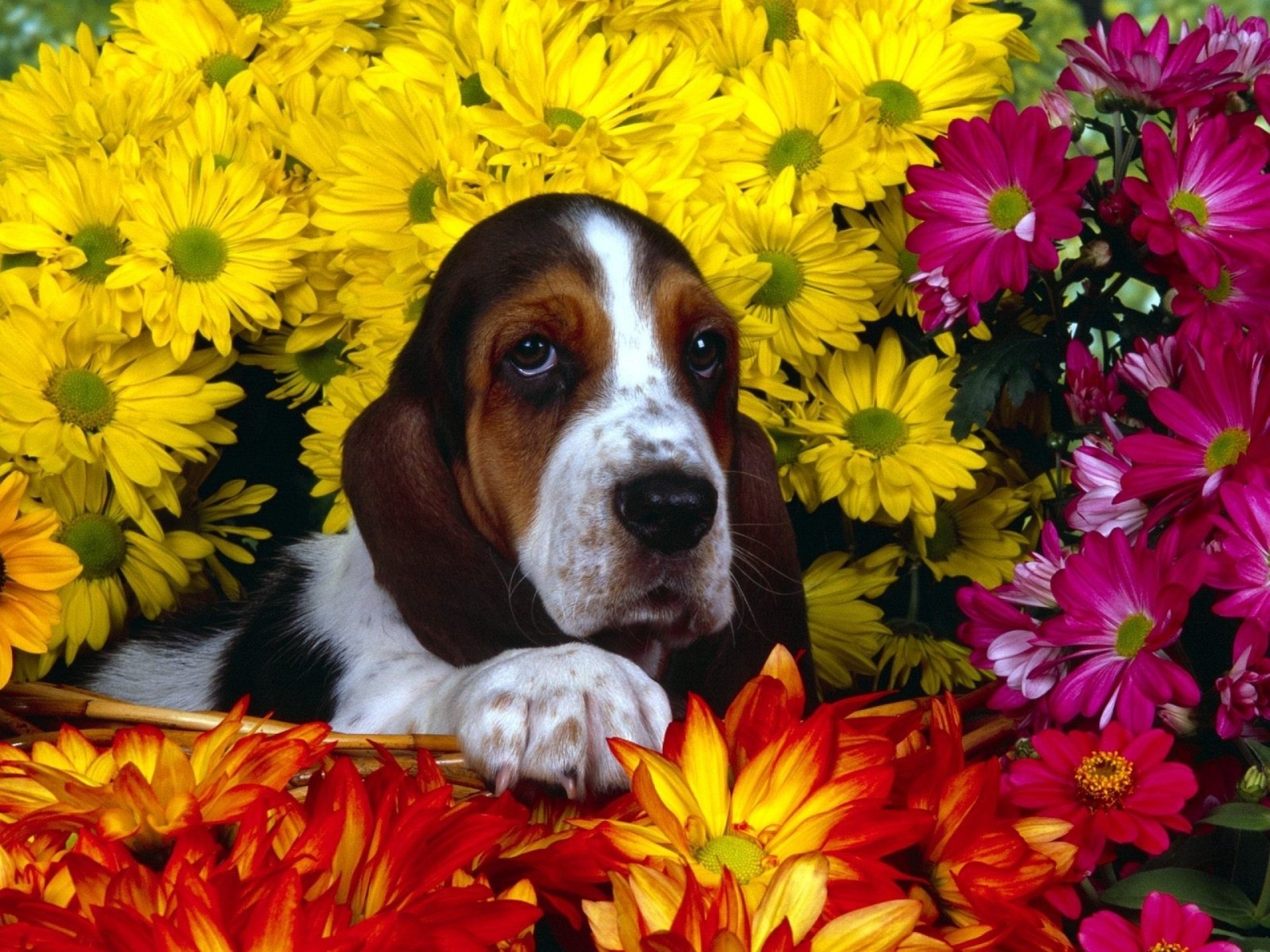 A charming basset hound rests among vibrant yellow and pink flowers, creating a lively and colorful desktop wallpaper for animal lovers.