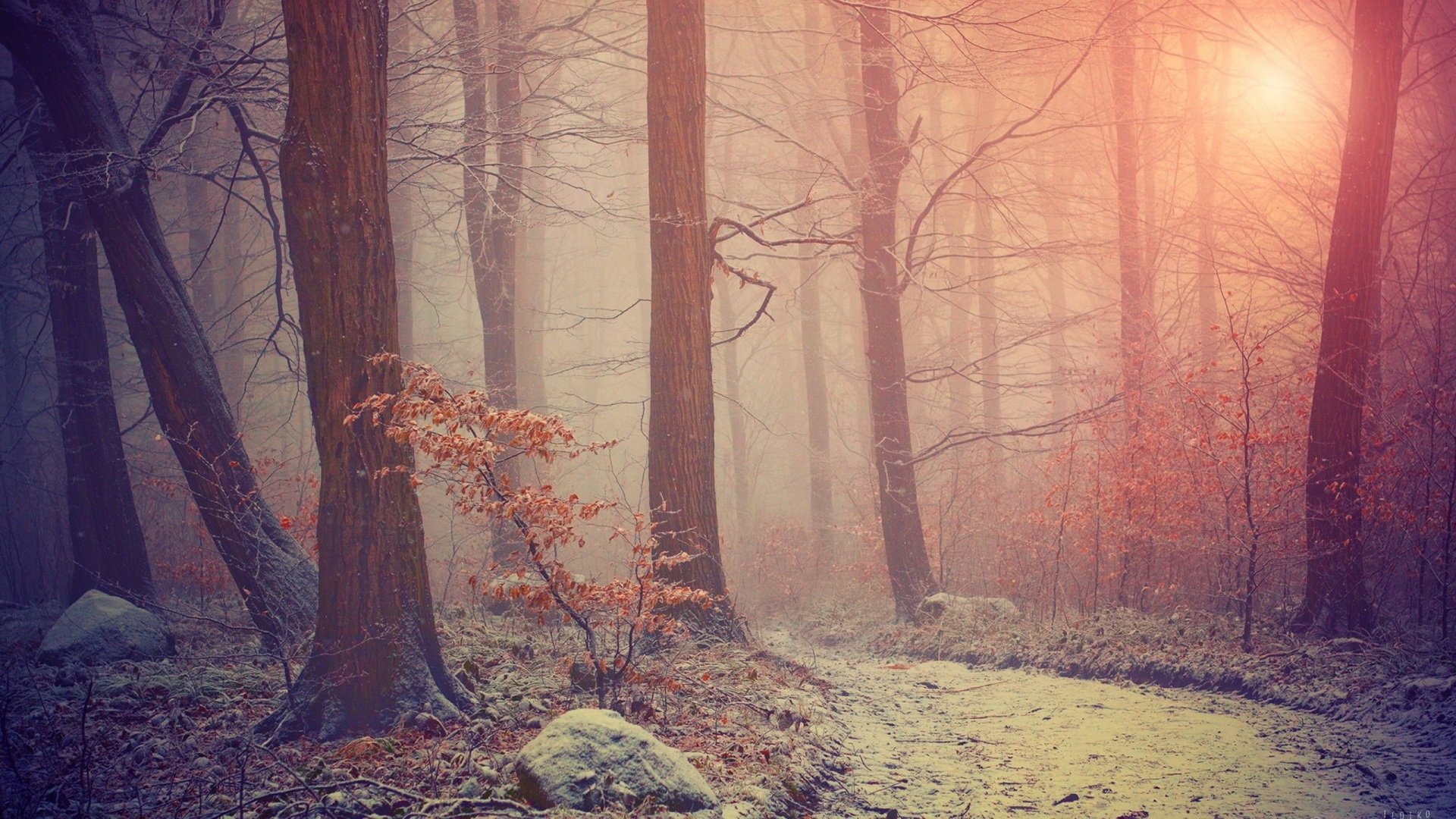 HD PC desktop wallpaper featuring a foggy forest with tall trees and soft sunlight filtering through misty autumn foliage.