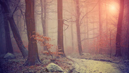nature fog HD Desktop Wallpaper | Background Image