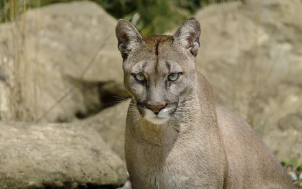 HD PC desktop wallpaper featuring a close-up of a cougar standing against a rocky, natural background.