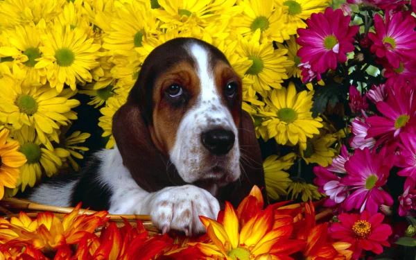 A charming basset hound rests among vibrant yellow and pink flowers, creating a lively and colorful desktop wallpaper for animal lovers.