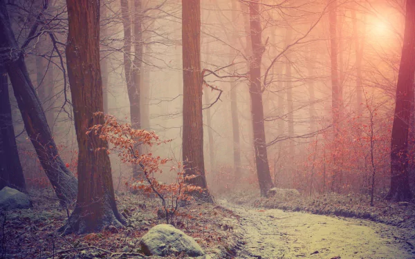 HD PC desktop wallpaper featuring a foggy forest with tall trees and soft sunlight filtering through misty autumn foliage.