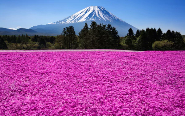 A stunning HD wallpaper of Mount Fuji rises majestically in the background, surrounded by vibrant pink flowers, capturing the beauty of nature.