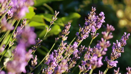 A close-up photograph of lavender flowers, showcasing their vibrant purple hues against a soft, green background. This HD image serves as a beautiful desktop wallpaper.