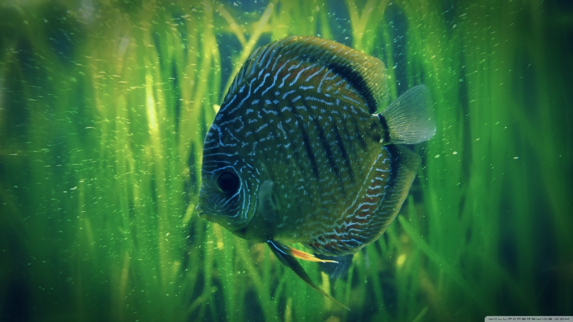 HD PC desktop wallpaper featuring a vibrant fish swimming amid green aquatic plants in clear water.