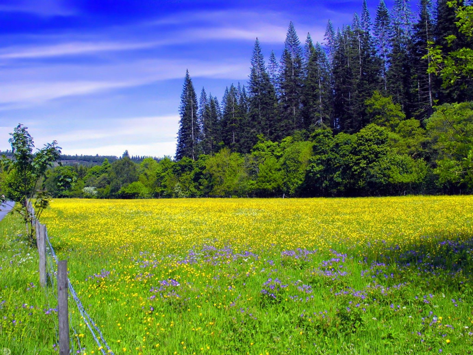 A vibrant landscape featuring a vast yellow flower field, bordered by lush greenery and towering trees under a bright blue sky. This HD wallpaper captures the beauty of nature.
