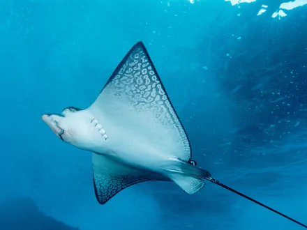 Animal stingray HD Desktop Wallpaper | Background Image