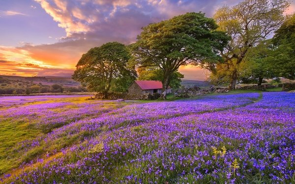 Earth Field Sunset Green Nature Tree Lilac HD Wallpaper | Background Image