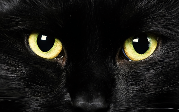 Animal Cat Cats Close-Up Eye HD Wallpaper | Background Image