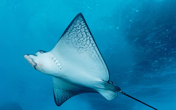 Animal stingray HD Desktop Wallpaper | Background Image
