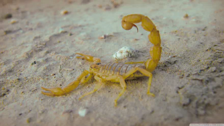 HD wallpaper featuring a close-up of a scorpion on a sandy, arid surface. The scorpion's body and curved tail are prominently displayed.