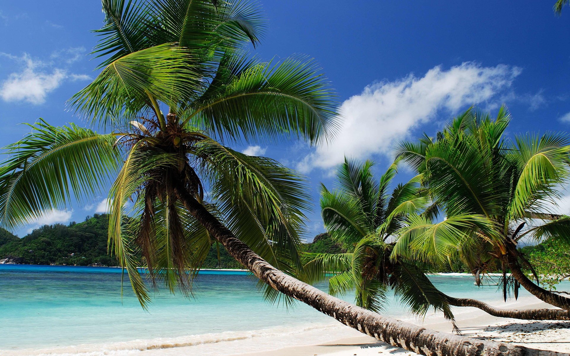HD PC desktop wallpaper featuring a serene beach scene with lush palm trees, clear blue sky, and turquoise ocean water under bright sunlight.