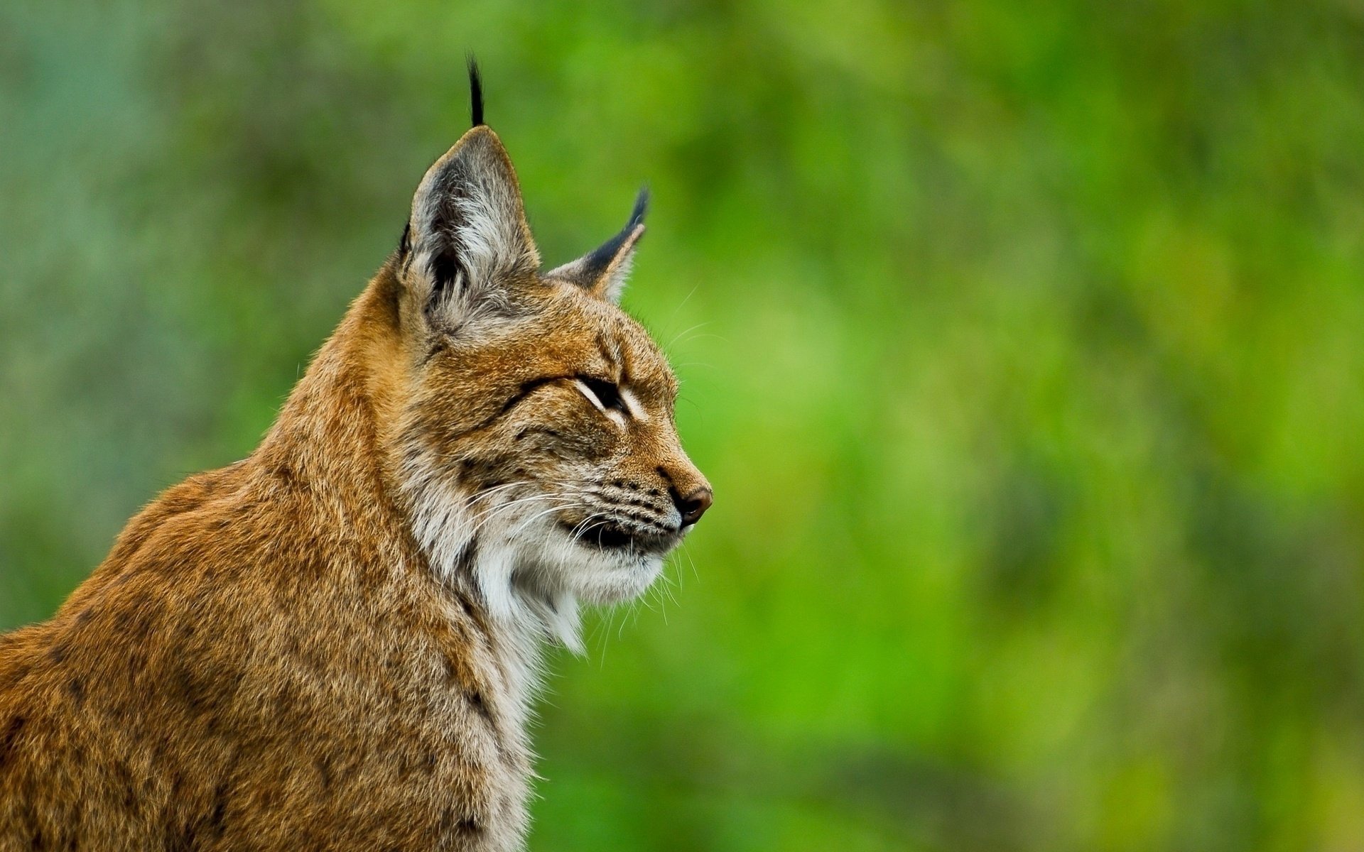 Animal Lynx HD Wallpaper