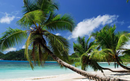 nature palm tree HD Desktop Wallpaper | Background Image