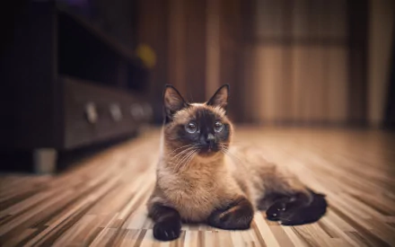 HD desktop wallpaper featuring a serene Siamese cat lying on a polished wooden floor in a warmly lit indoor setting.