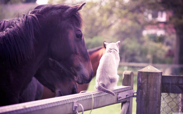 A serene scene featuring a cat sitting on a fence beside a horse, capturing the unique bond between these pets in a picturesque outdoor setting. 4K Ultra HD desktop wallpaper.