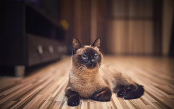 HD desktop wallpaper featuring a serene Siamese cat lying on a polished wooden floor in a warmly lit indoor setting.