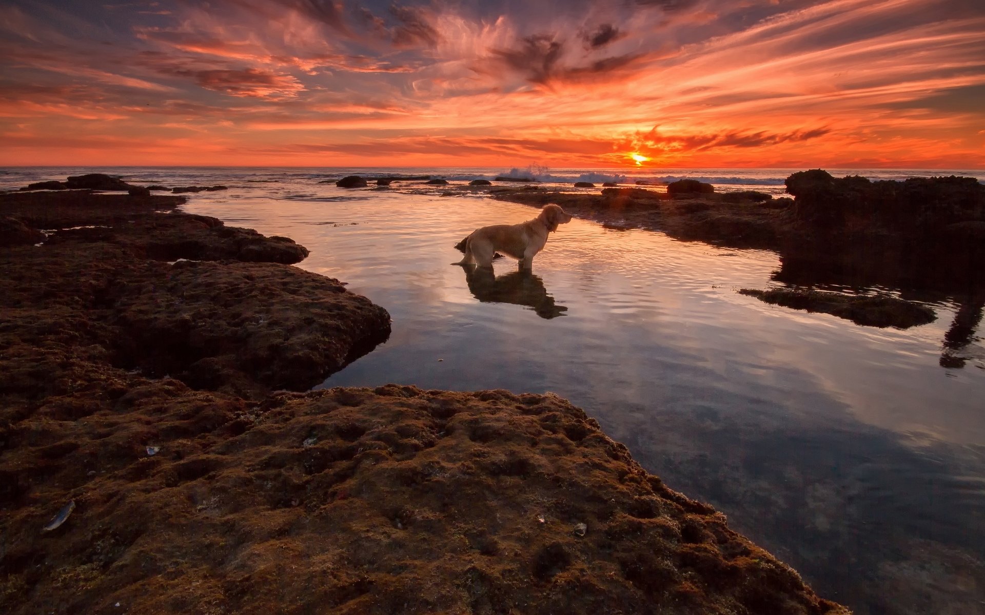 A golden retriever stands in shallow water at sunset, surrounded by rocky terrain and a vibrant sky, creating a serene and beautiful desktop wallpaper.