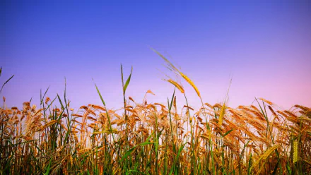 nature cornfield HD Desktop Wallpaper | Background Image